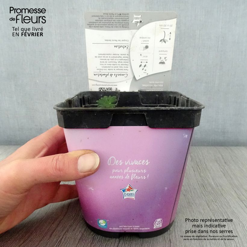 Géranium vivace sanguineum Elke en pot de 2 litres esemplare consegnato in inverno