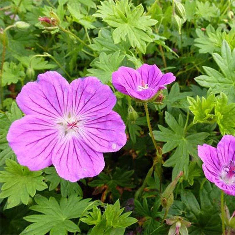 Geranium sanguineum Hannelore - Geranio sanguigno (Fioritura)