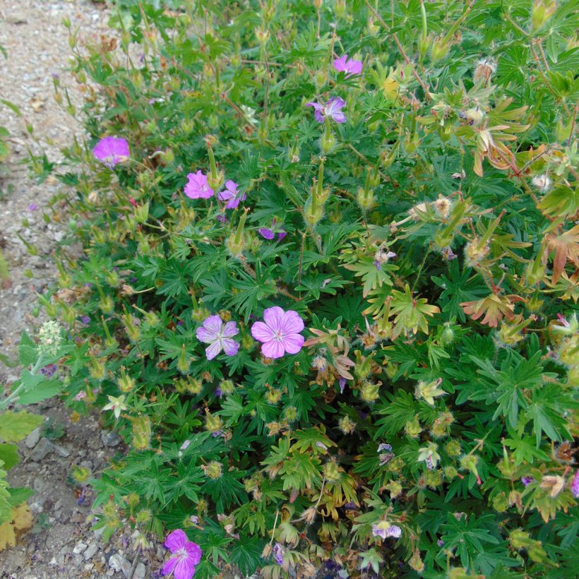 Geranium sanguineum Hannelore - Geranio sanguigno (Porto)