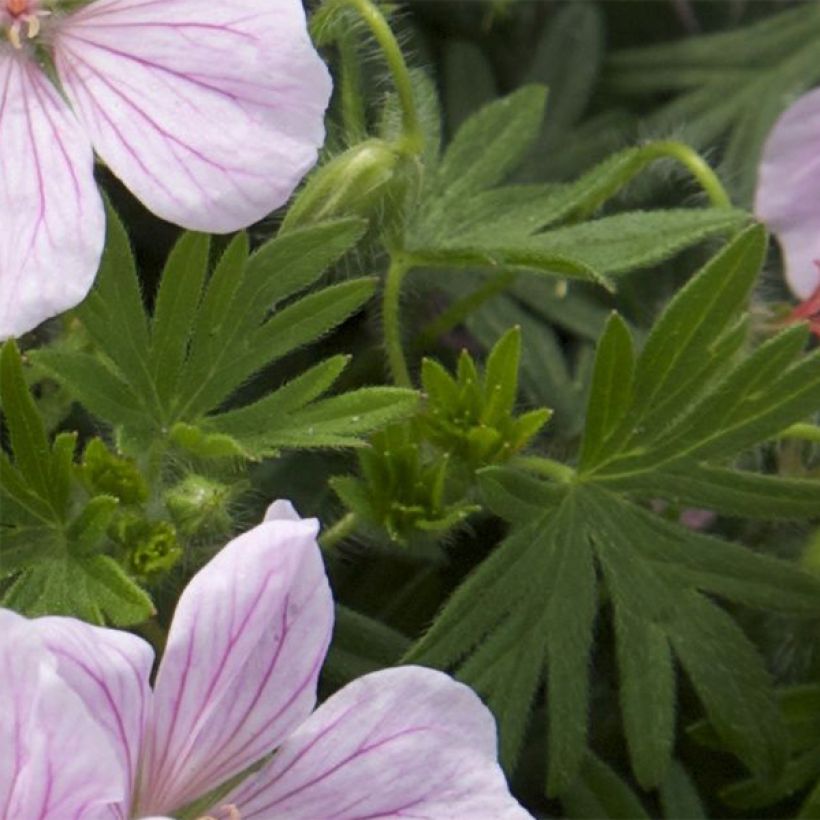 Geranium sanguineum Pink Pouffe - Geranio sanguigno (Fogliame)