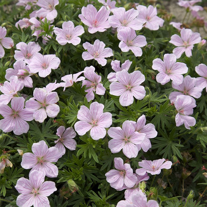 Geranium sanguineum Pink Pouffe - Geranio sanguigno (Fioritura)