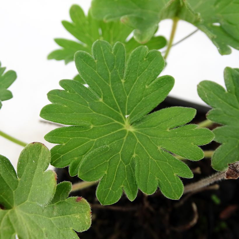 Geranium sanguineum Vision - Geranio sanguigno (Fogliame)