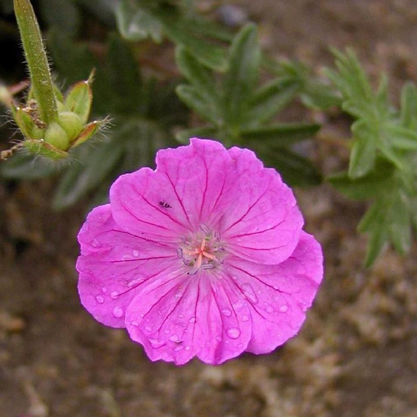 Geranium sanguineum Vision - Geranio sanguigno (Fioritura)