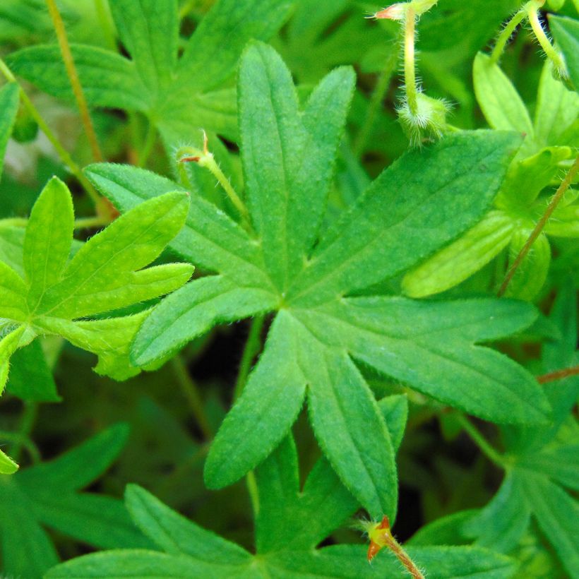 Geranium sanguineum var. striatum - Geranio sanguigno (Fogliame)