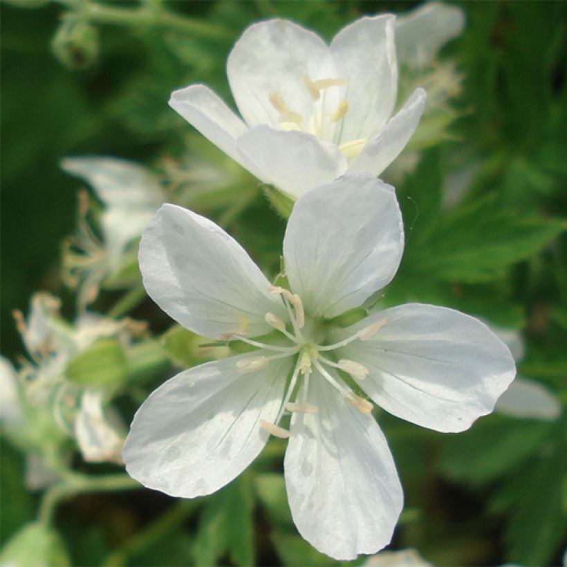 Geranium sylvaticum Album - Geranio silvano (Fioritura)