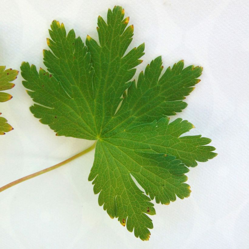 Geranium sylvaticum Ice Blue - Geranio silvano (Fogliame)