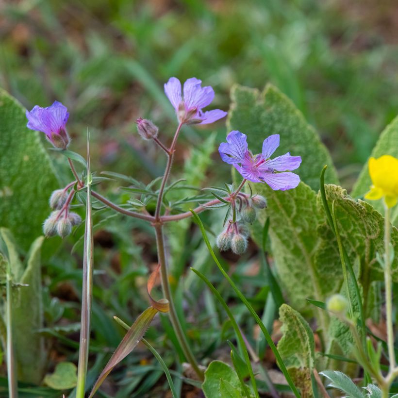 Geranium tuberosum - Geranio tuberoso (Porto)