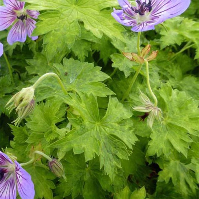 Geranium wallichianum Havana Blues (Fogliame)