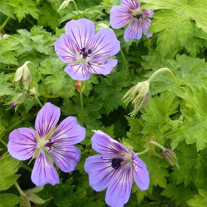 Geranium wallichianum Havana Blues (Fioritura)