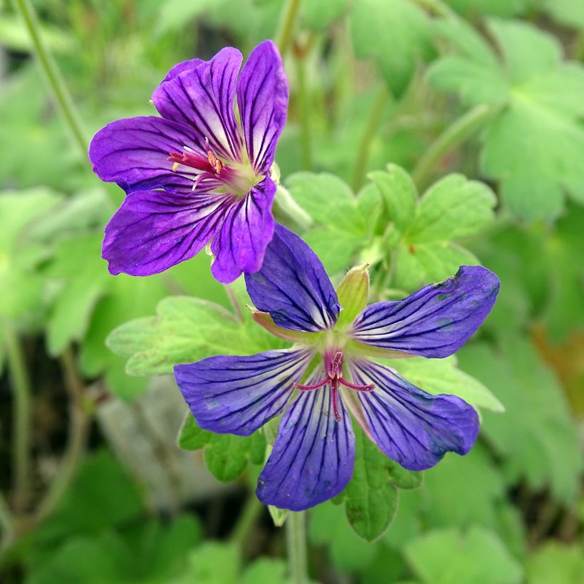 Geranium wlassovianum (Fioritura)