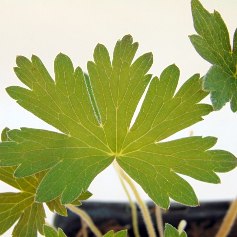 Geranium wlassovianum Crug Farm (Fogliame)