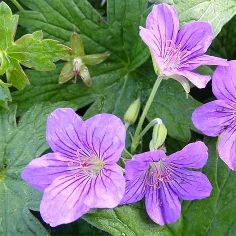 Geranium wlassovianum Crug Farm (Fioritura)