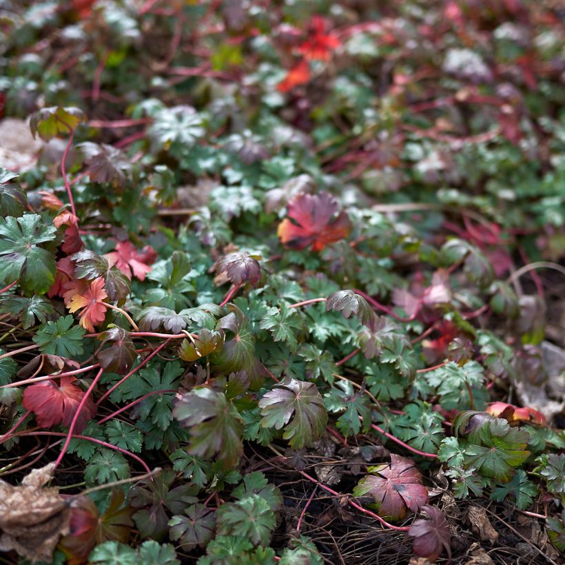 Geranium wlassovianum (Fogliame)