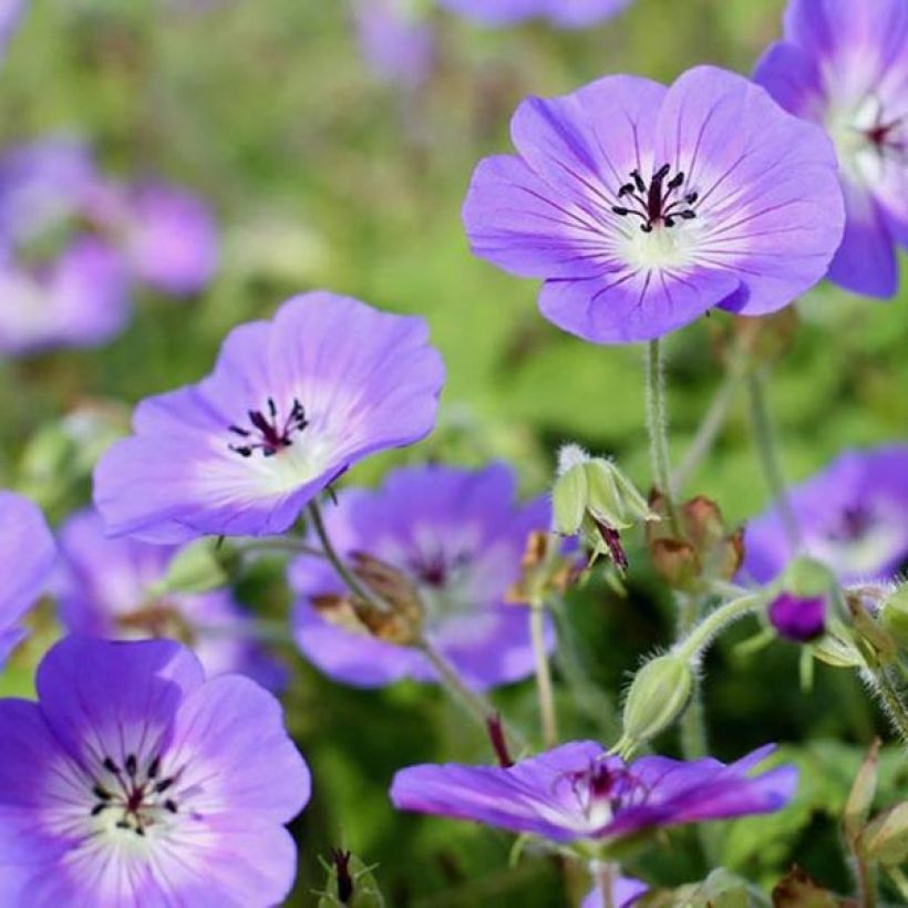 Geranium wallichianum Censation Daily Blue (Fioritura)