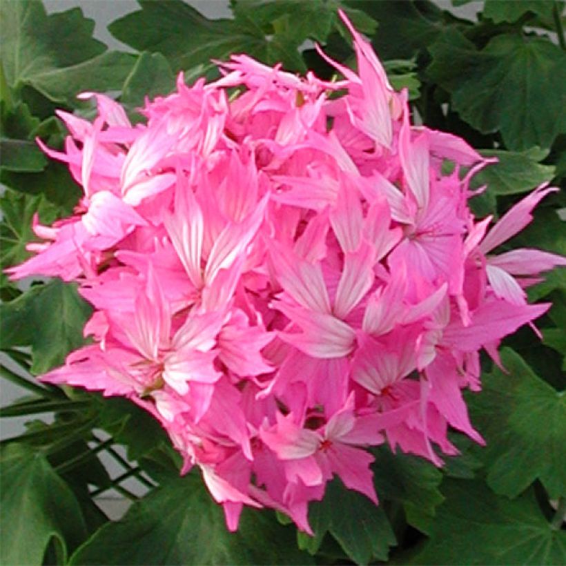 Geranio zonale Fireworks Pink (Fioritura)