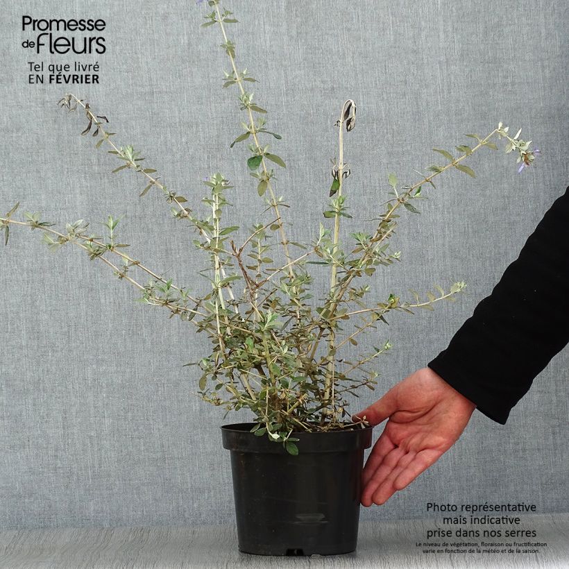 Germandrée arbustive - Teucrium fruticans Pot de 2L/3L esemplare consegnato in inverno