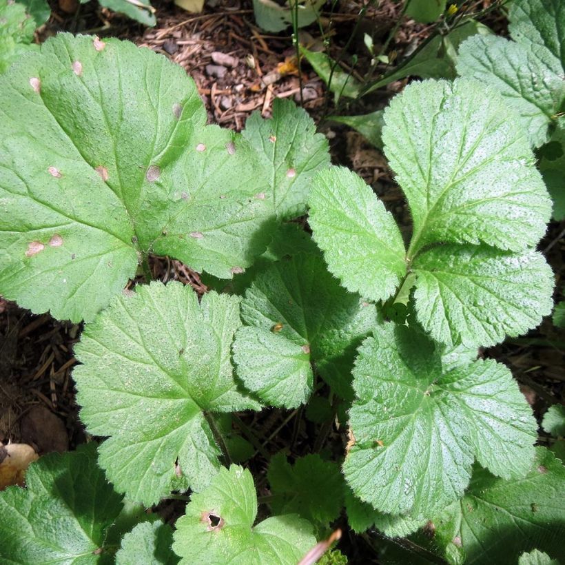 Geum Cocktail Alabama Slammer (Fogliame)