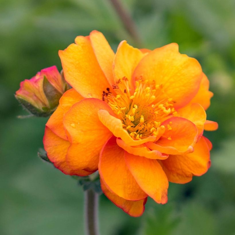 Geum Cocktail Alabama Slammer (Fioritura)