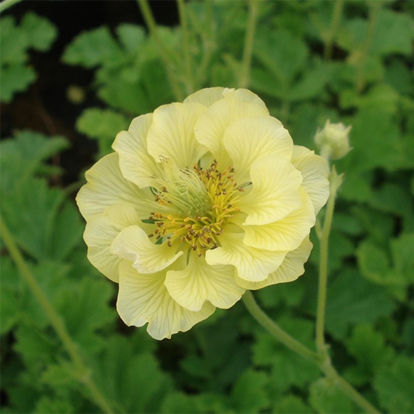 Geum Banana Daiquiri (Fioritura)