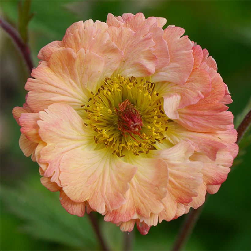 Geum Bell Bank (Fioritura)