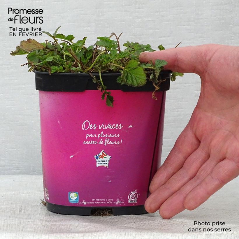 Geum Bell Bank - Benoîte rose soutenu en pot de 2/3 litres esemplare consegnato in inverno