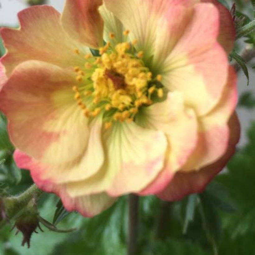 Geum Censation Lipstick (Fioritura)