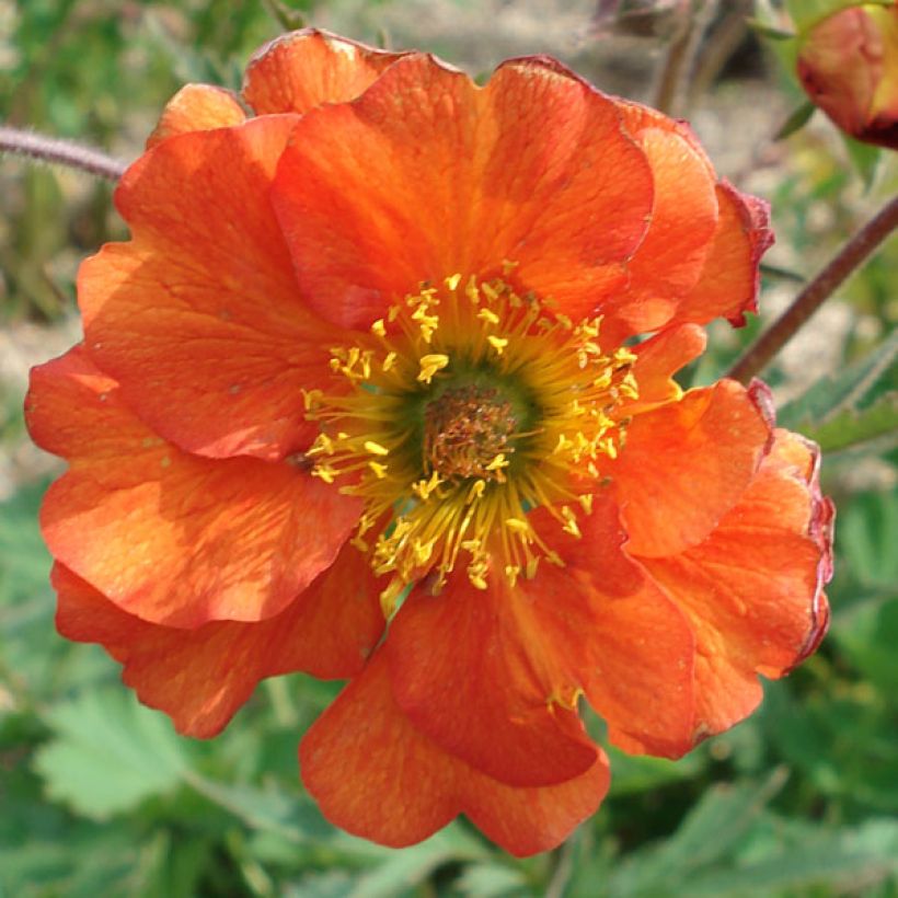 Geum coccineum Borisii (Fioritura)