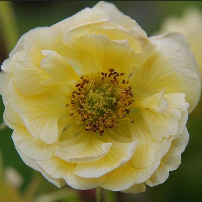 Geum coccineum Cocktail Gimlet (Fioritura)