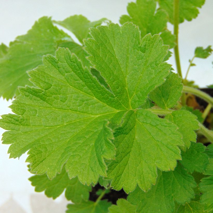 Geum coccineum Cocktail Gimlet (Fogliame)