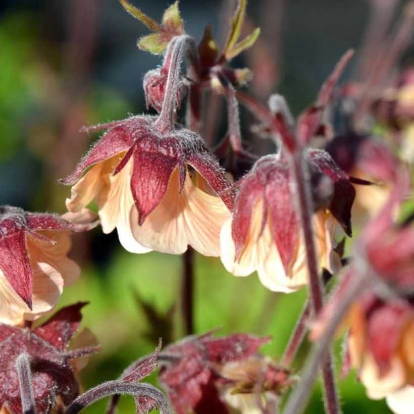 Geum rivale Coppertone (Fioritura)