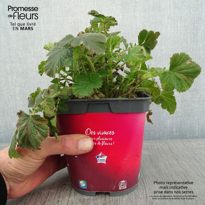 Geum Cosmopolitan - Benoite blanc-pêche en pot de 2/3 litres esemplare consegnato in inverno