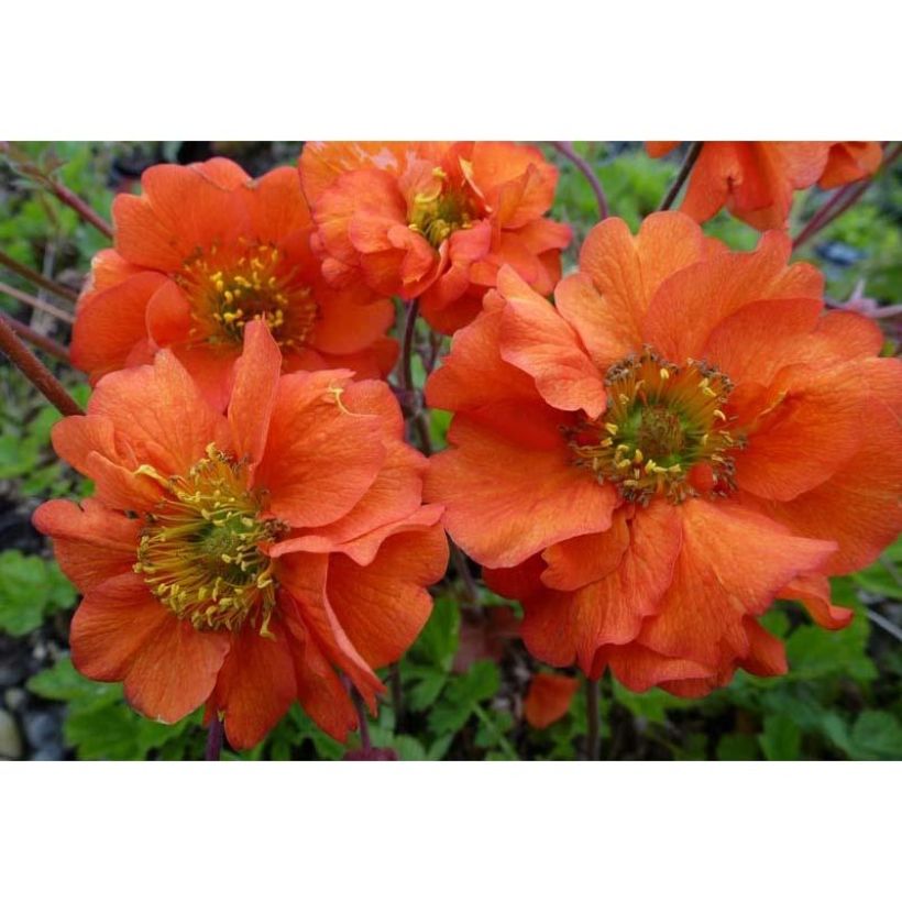 Geum chiloense Dolly North (Fioritura)