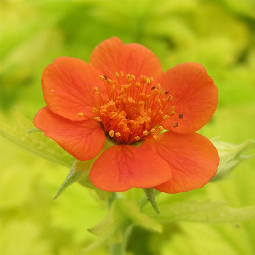 Geum Eos (Fioritura)