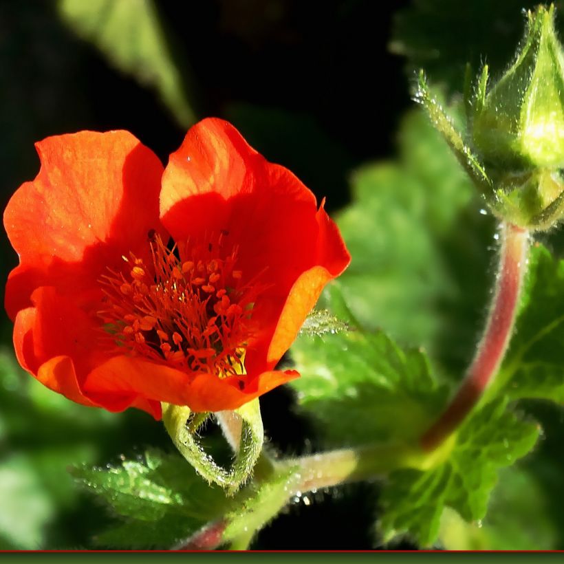 Geum chiloense Feuerball (Fioritura)