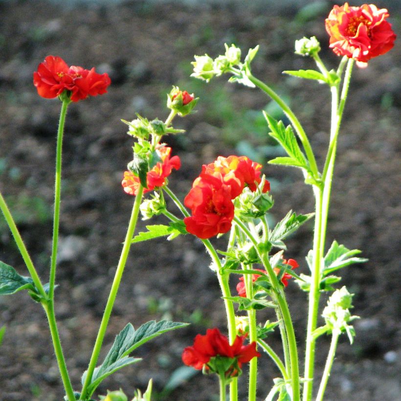 Geum chiloense Feuerball (Porto)