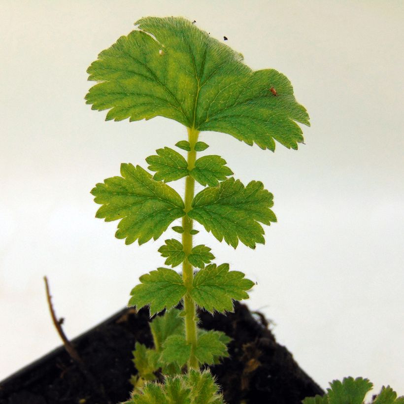 Geum chiloense Feuerball (Fogliame)