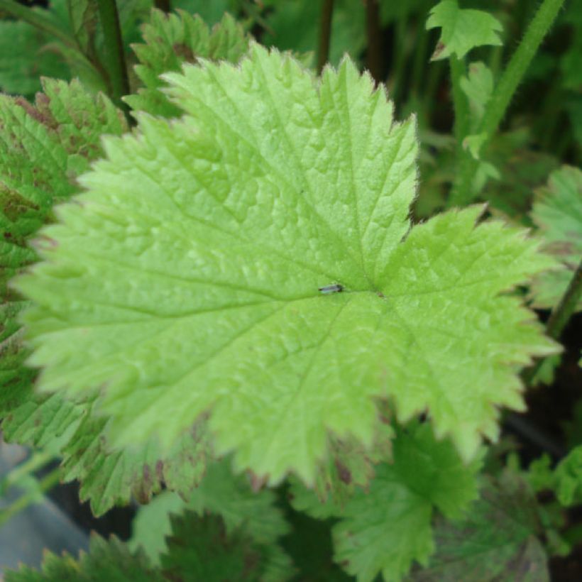 Geum Flames of Passion (Fogliame)