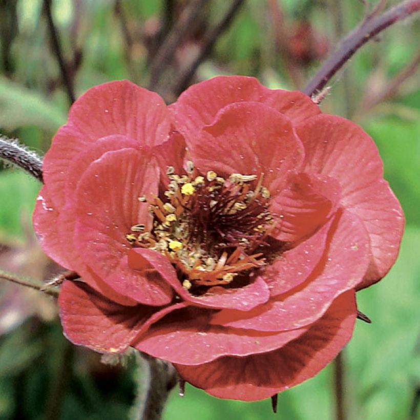 Geum Flames of Passion (Fioritura)