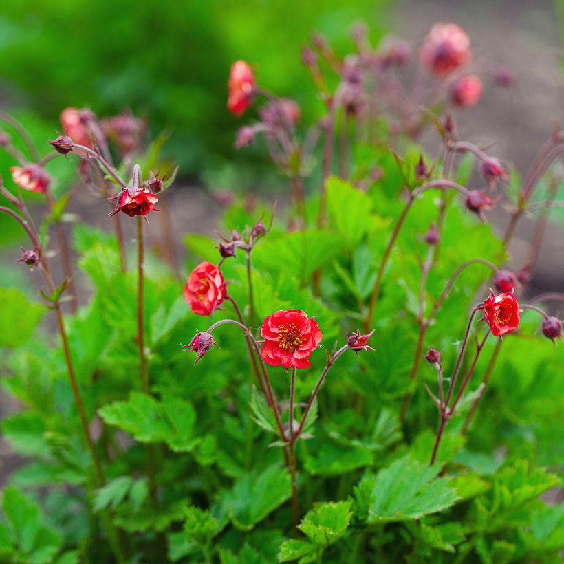 Geum Flames of Passion (Porto)