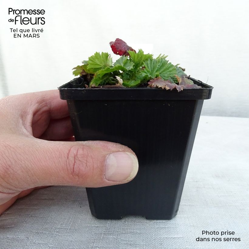 Geum Pretticoats Peach - Benoîte - en godet de 8/9cm esemplare consegnato in inverno