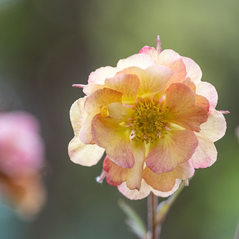 Geum Pretticoats Peach (Fioritura)