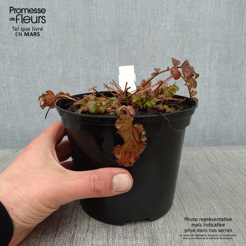 Geum Pretticoats Peach - Benoîte - en pot de 2L/3L esemplare consegnato in inverno