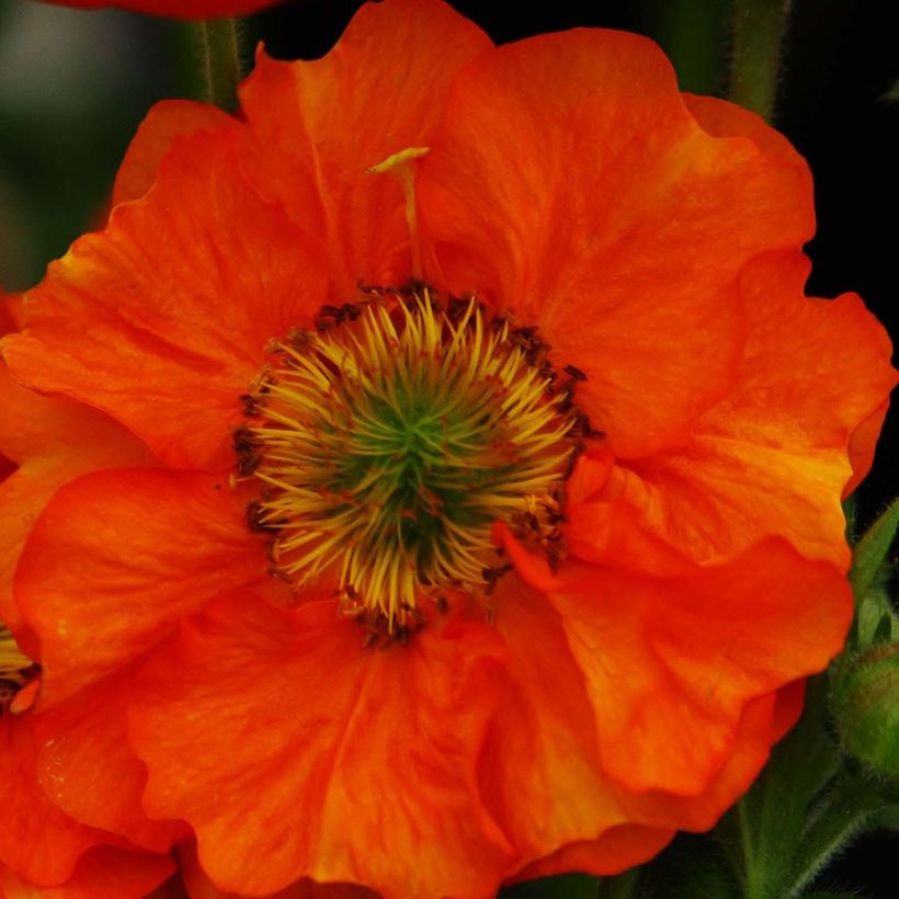 Geum Scarlet Tempest (Fioritura)