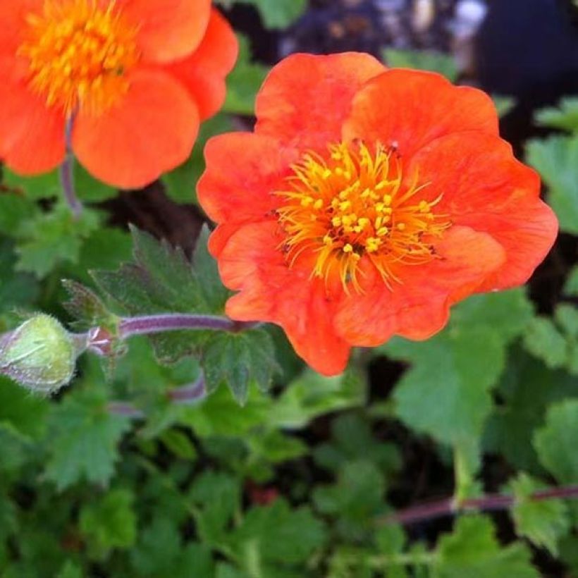 Geum chiloense Sigiswang (Fioritura)