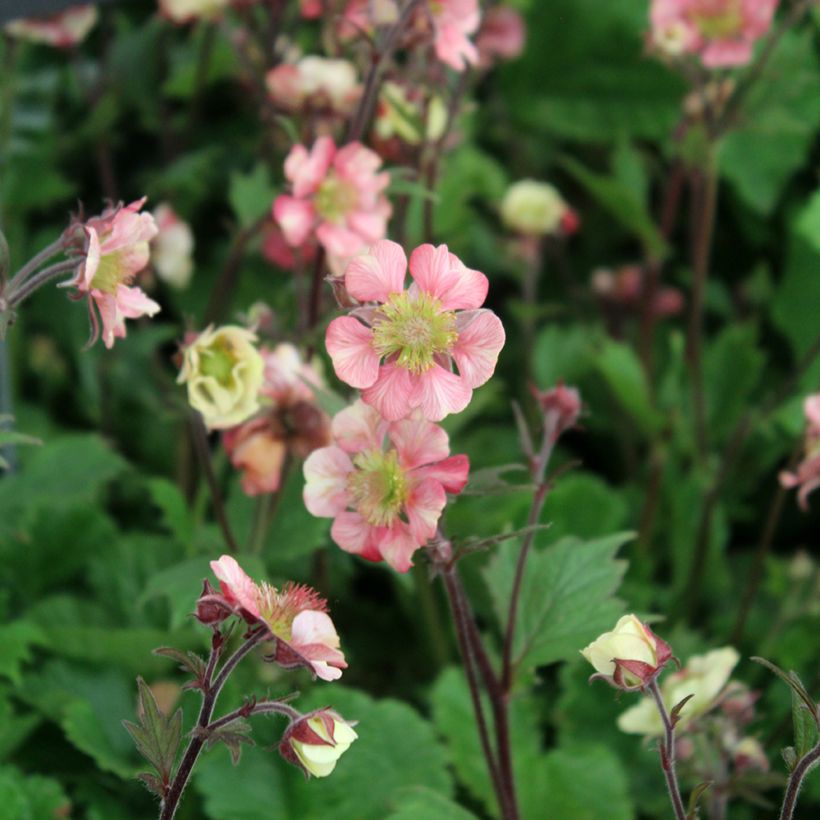 Geum Tempo Rose (Fioritura)