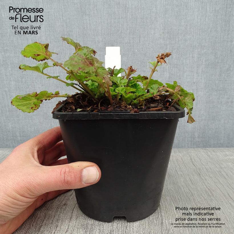 Geum Tempo Rose - Benoîte - pot de 2L/3L esemplare consegnato in inverno