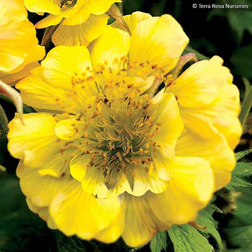 Geum Tempo Yellow (Fioritura)