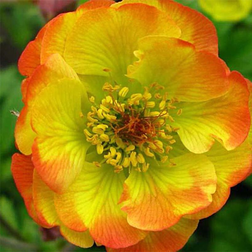 Geum Cocktail Tequila Sunrise (Fioritura)