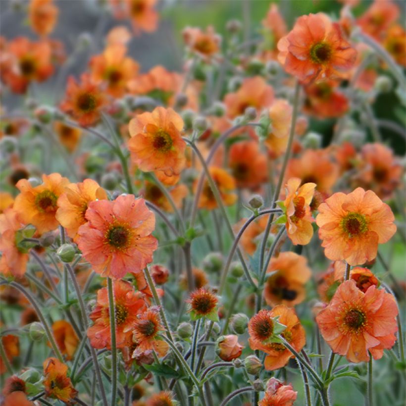 Geum Totally Tangerine (Fioritura)