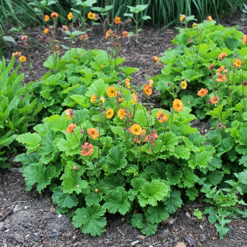 Geum Totally Tangerine (Porto)